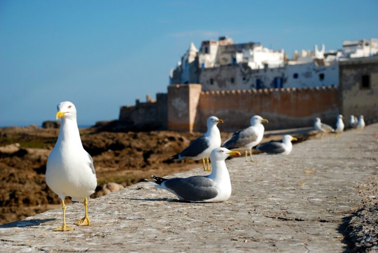 essaouira, morocco, africa