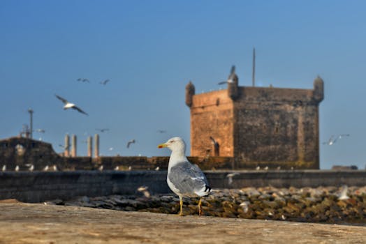 A seagull stands on a wall with the historical Essaouira fortress in the background, Morocco.