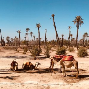 Saddled camels resting in a sunlit Marrakech desert with palm trees.